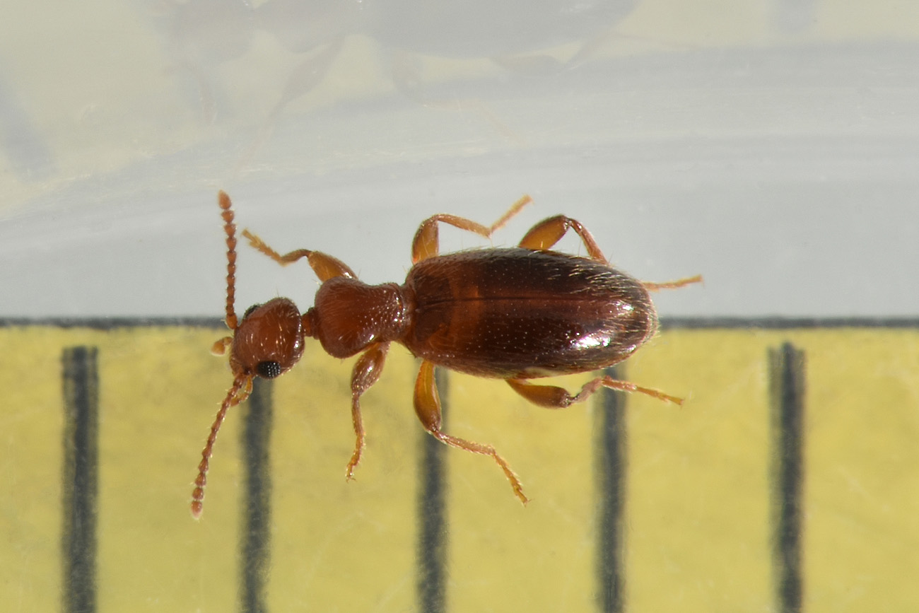 Anthicidae: Cyclodinus minutus